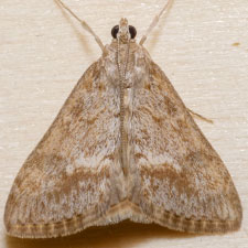 Evergestis palousalis