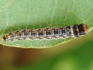 Antaeotricha humilis