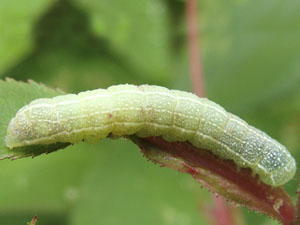 Orthosia hibisci