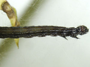 Atteva aurea