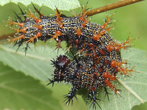 Polygonia interrogationis