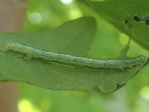 Alsophila pometaria