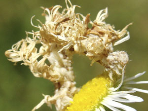 Synchlora aerata