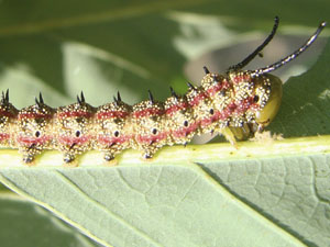 Anisota virginiensis