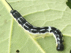 Ceratomia catalpae