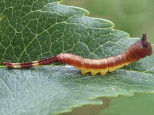 Furcula borealis