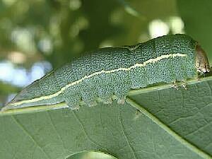 Heterocampa obliqua