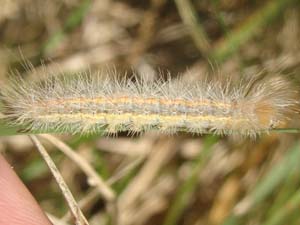 Cisseps fulvicollis