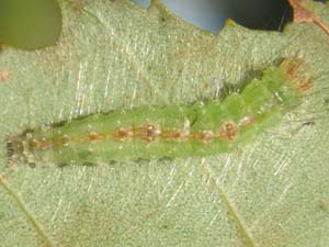 Acronicta betulae