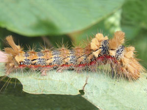 Acronicta impleta