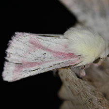 Schinia snowi