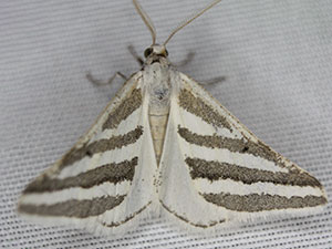 Euaspilates spinataria