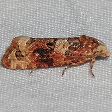 Ahmosia galbinea