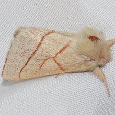 Hyparpax aurostriata