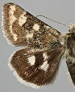 Schinia intermontana