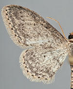 Idaea seriata