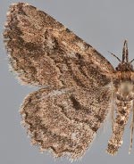 Mycterophora longipalpata