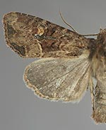 Mesapamea secalis