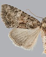 Neoligia lancea