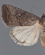 Ogdoconta margareta