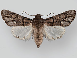 Poolea grandimacula