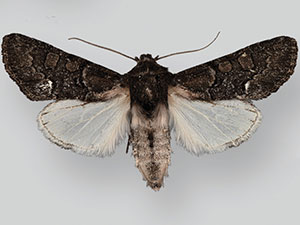 Poolea psaphidoides