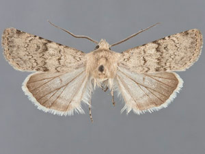 Euxoa lineifrons