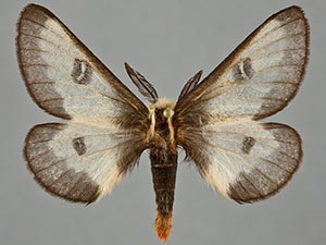 Hemileuca nevadensis