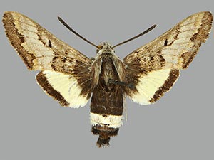 Euproserpinus wiesti