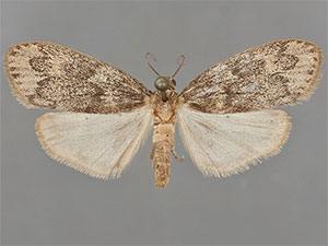 Bruceia hubbardi
