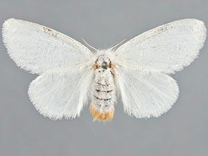 Euproctis similis