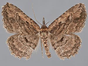 Mycterophora longipalpata