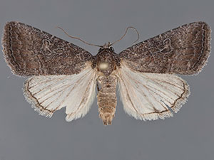 Ogdoconta margareta