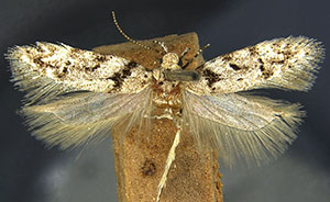 Xenolechia basistrigella