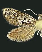 Eriocrania semipurpurella