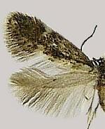 Acanthopteroctetes unifascia