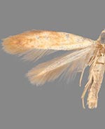 Coptotriche citrinipennella