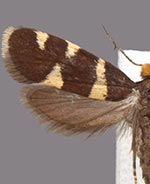 Lampronia russatella