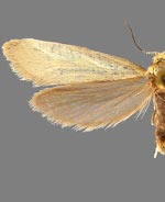 Greya enchrysa