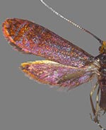 Adela caeruleella