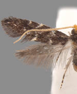 Eudarcia eunitariaeella