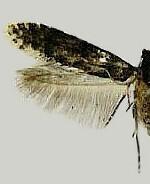 Homosetia bifasciella