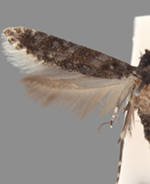 Homosetia bifasciella