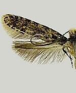 Homosetia marginimaculella