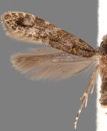 Homosetia marginimaculella