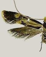 Isocorypha mediostriatella