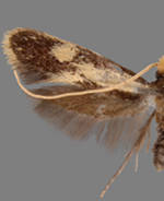 Isocorypha mediostriatella