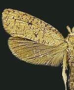 Acrolophus mortipennella