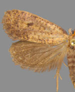 Acrolophus mortipennella