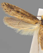 Tinea apicimaculella